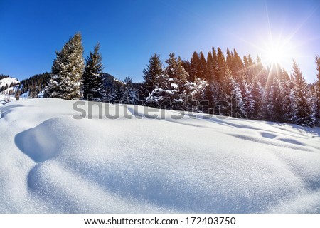 Winter forest with snow trees at blue sky with sun