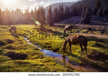 Horses in the Gregory gorge mountains of Kyrgyzstan, Central Asia