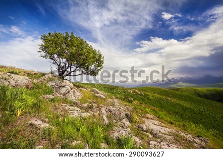 Lonely tree in the mountains at dramatic cloudy sky in Ushkonyr near Chemolgan, Kazakhstan, central Asia