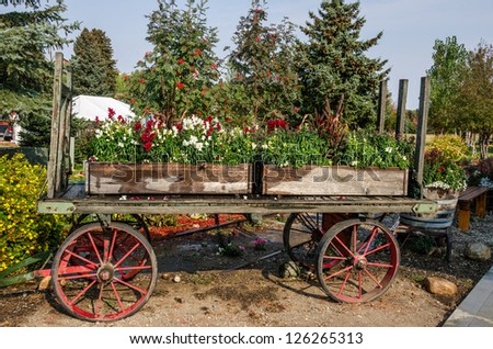 Flower boxes with red and white flowers sitting on a railroad baggage cart while the sprinklers are on