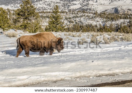 American Bison (bison bison) wearing a beautiful winter coat and kicking up snow as it makes its way through Yellowstone National Park in winter