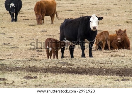 Unweaned calf and cow with another calf and cow to the side