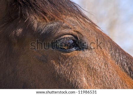 This horse\'s eye reflects what is going on around it