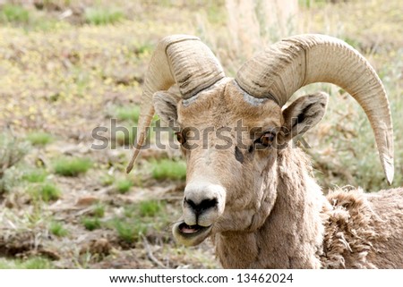 Big Horn Sheep Chewing. Nice Teeth. Stock Photo 13462024 : Shutterstock