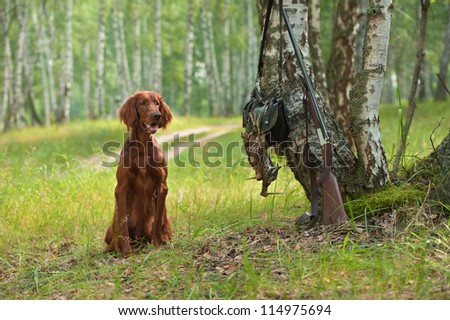 Gun dog near to shot-gun and trophies, horizontal, outdoors