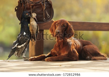 Gun dog near to trophies, horizontal, outdoors