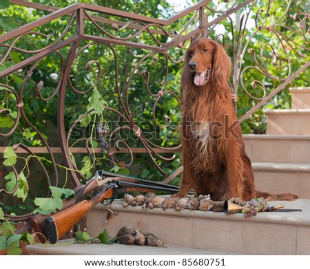 Bird hunting dog sitting on a ladder near two shotguns and birds