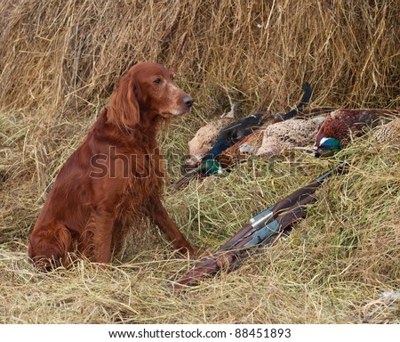 Bird dog resting after the hunt beside a shotguns and pheasants in front of a hay