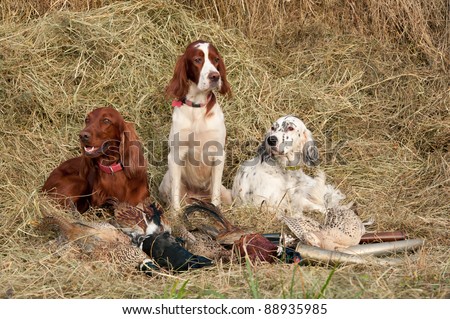 Three Bird dog resting after the hunt beside a shotguns and pheasants in front of a hay, horizontal