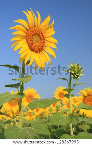 Sunflower is a plant that can be edible and the seeds to extracted the oil.