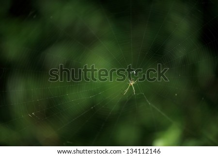 The spider web (cobweb) closeup background.