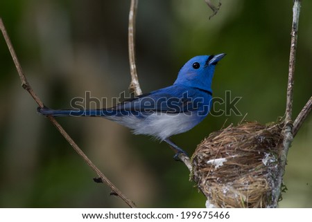 Beautiful Bird (Black-naped Monarch) in nature, in Thailand