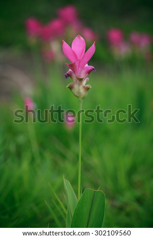 Siam Tulip, Pink Flower, Field of Flowers