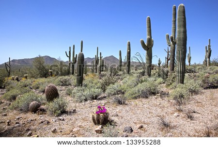 Arizona Desert in the Spring with the desert in bloom