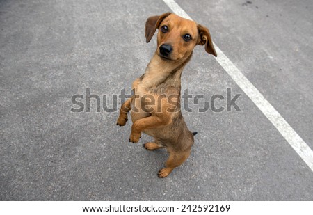 Dog in Chernobyl town, Chernobyl Nuclear Power Plant Zone of Alienation, Ukraine