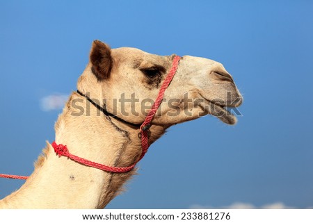 Camel head shot in Dubai Jumeira Beach. Camel riding is very popular in winter and cold weathers in Dubai.