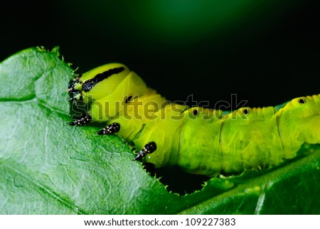 Caterpillars eating the leaves.