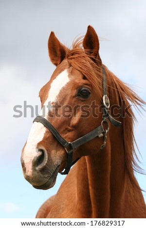 Similar – Image, Stock Photo White horse with pony