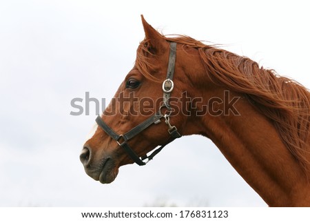 Horse head portrait. Beautiful horse headshot