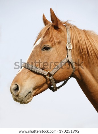 Beautiful head shot of a thoroughbred bay horse. Isolated portrait of a racing horse at corral