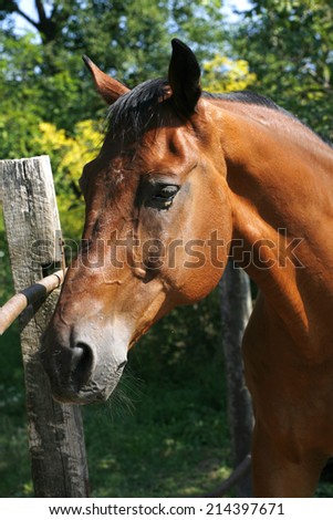 Portrait of a beautiful brown thoroughbred horse  at farm. 	Head shot of a chestnut horse. Portrait of nice brown bay horse