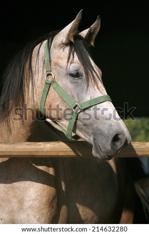 Beautiful purebred arabian horse standing in the barn door