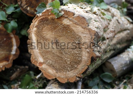 Chopped wooden logs. 	Timber felled in the summer garden