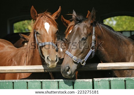 Young thoroughbred arabian horses standing in the stable door