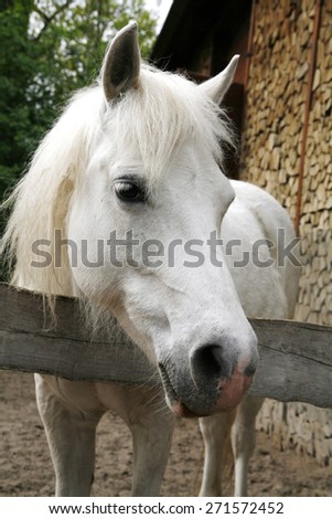 Side view head shot of a gray pony horse. Closeup of a white pony horse. Pony looking over the corral door