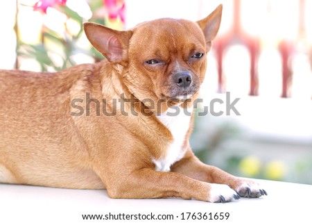 Fat Brown Chihuahua dog