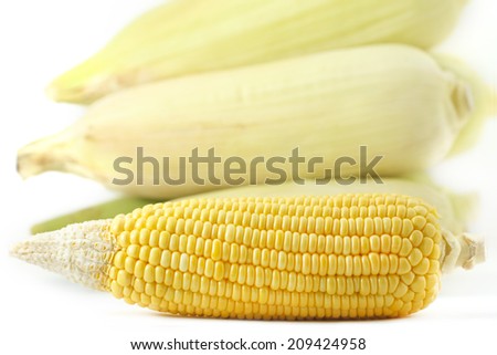 Fresh an ear of corn with corn stag isolated on white