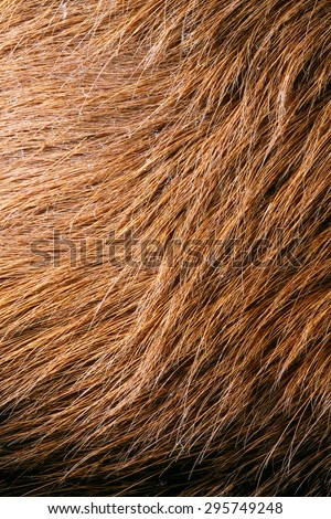Closeup wolf fur texture
