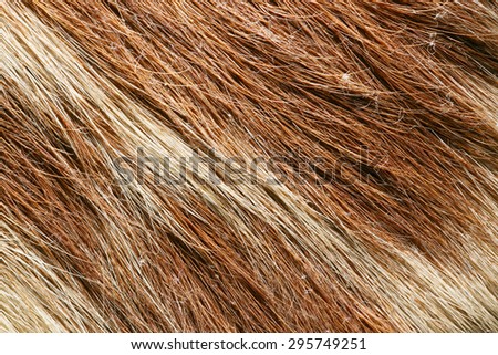 Closeup wolf fur texture