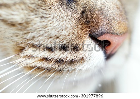 Close up cat nose