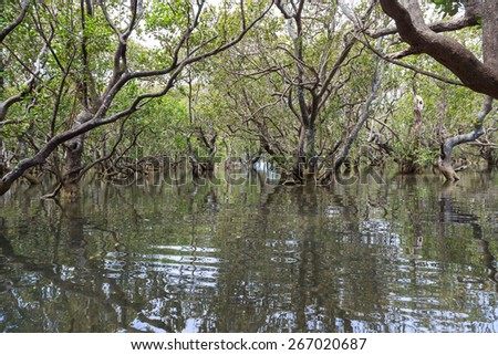 A mangrove forest near Paihia, New Zealand, at rising tide