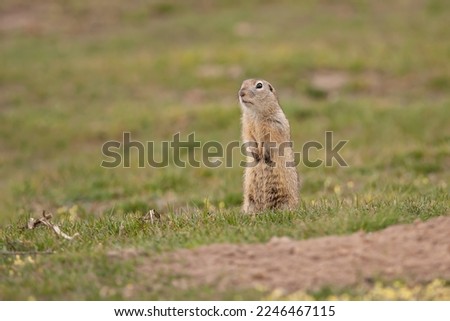 Similar – Image, Stock Photo Gopher Marmot Brown Green