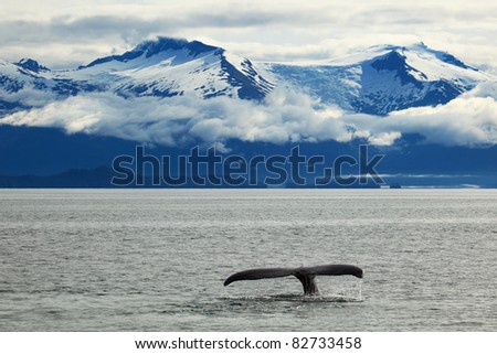 The whale shows the tail on snow mountains of Alaska background
