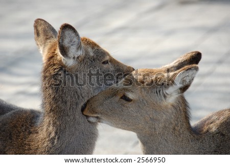 loving care (deer which is considered a sacred animal in Japan) at Miyajima and Nara