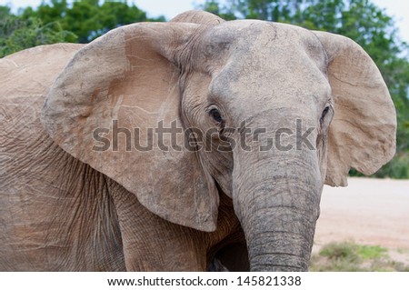 Elephant face at Addo elephant national park, eastern cape, south africa