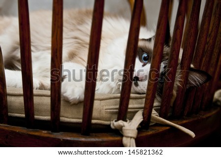 Rag doll cat peering through a chair