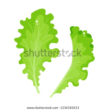 Bright vector illustration of colorful lettuce. Cartoon organic vegetable isolated on white background used for magazine, book, poster, card, menu cover, web pages.