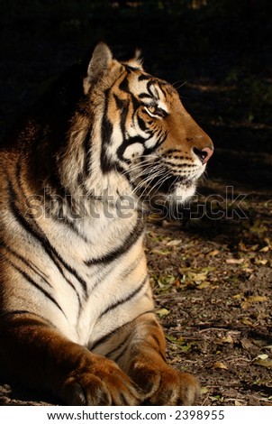 Female tiger laying in morning sunlight