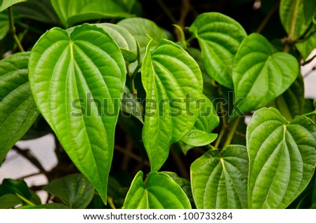 Green betel leaf in the park.