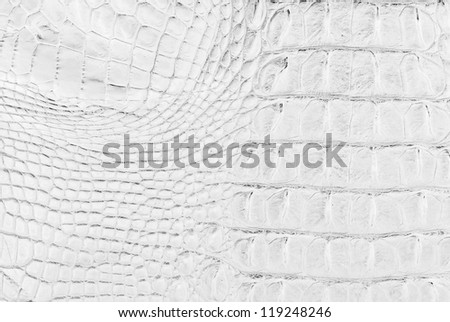 White Crocodile Skin Texture Background. Stock Photo 119248246 ...