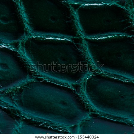 Close Up Freshwater crocodile belly skin texture background. This image of Freshwater Crocodile \