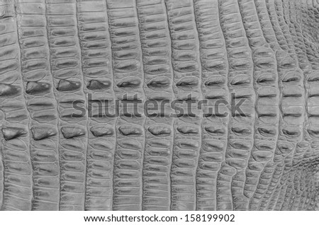 Crocodile bone skin texture background. This image of Freshwater Crocodile 