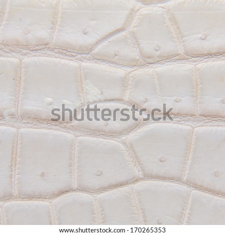 Freshwater crocodile belly skin texture background. This image of Freshwater Crocodile 