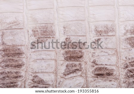 Nature Crocodile Skin Texture Background. This image of Freshwater Crocodile 