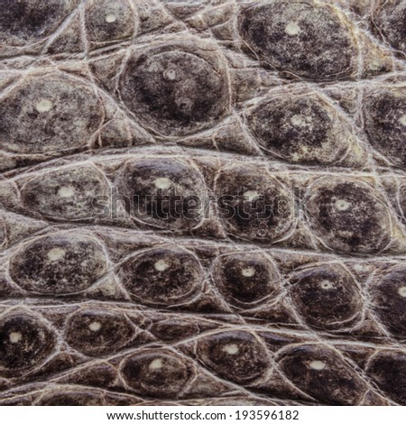 Nature Crocodile Skin Texture Background. This image of Freshwater Crocodile \