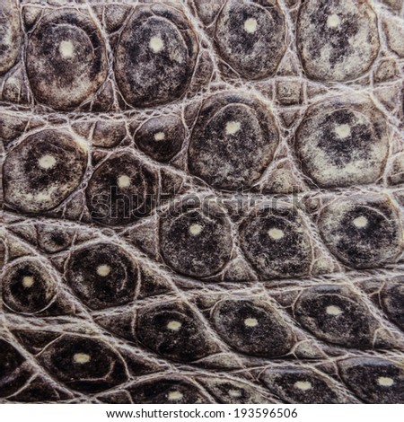 Nature Crocodile Skin Texture Background. This image of Freshwater Crocodile 